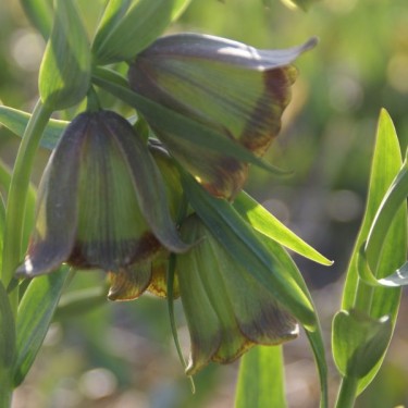 Fritillaria pontica