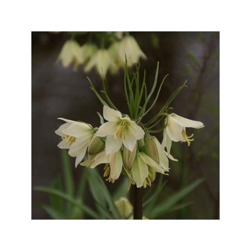 Fritillaria raddeana