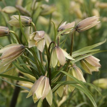 Fritillaria raddeana