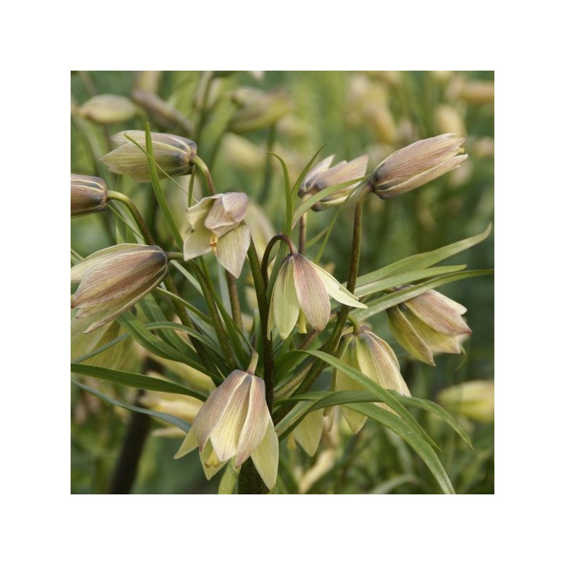 Fritillaria raddeana