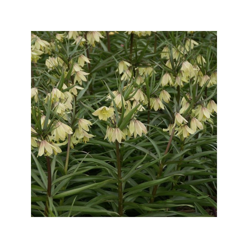 Fritillaria raddeana