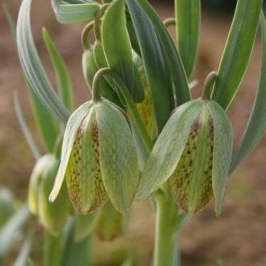 Fritillaria hermonis subsp. hermonis 