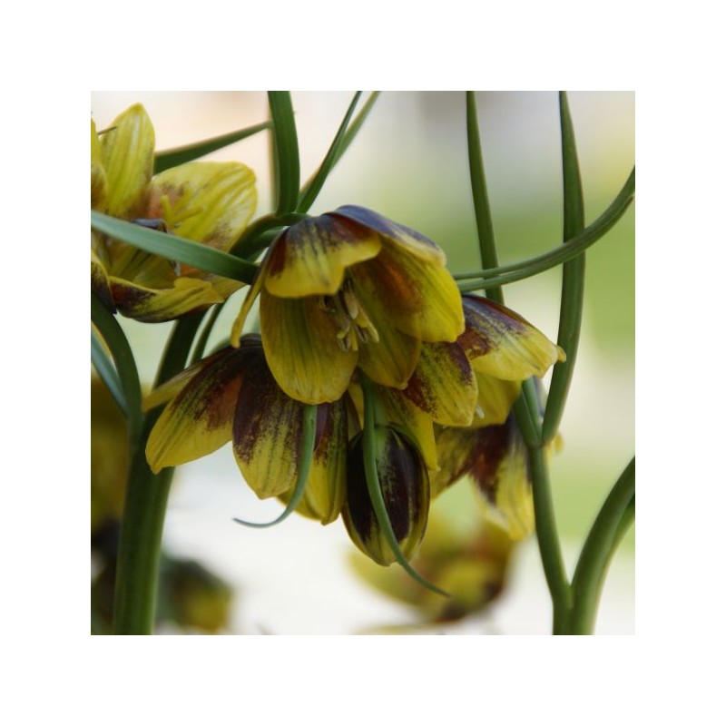 Fritillaria reuteri