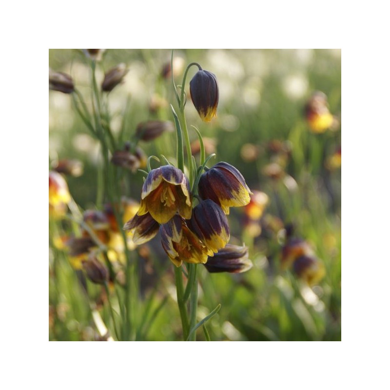 Fritillaria reuteri