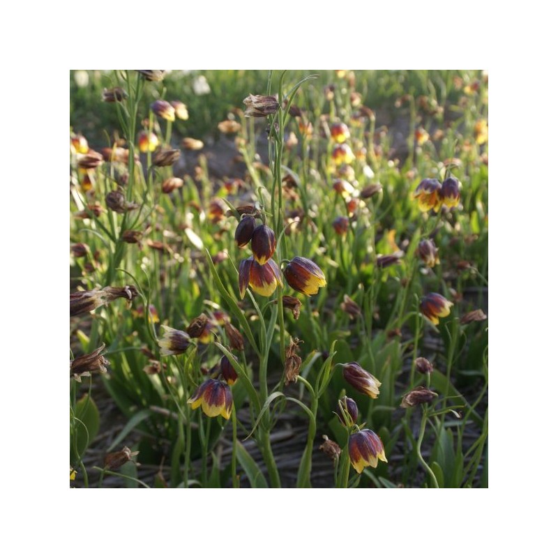 Fritillaria reuteri