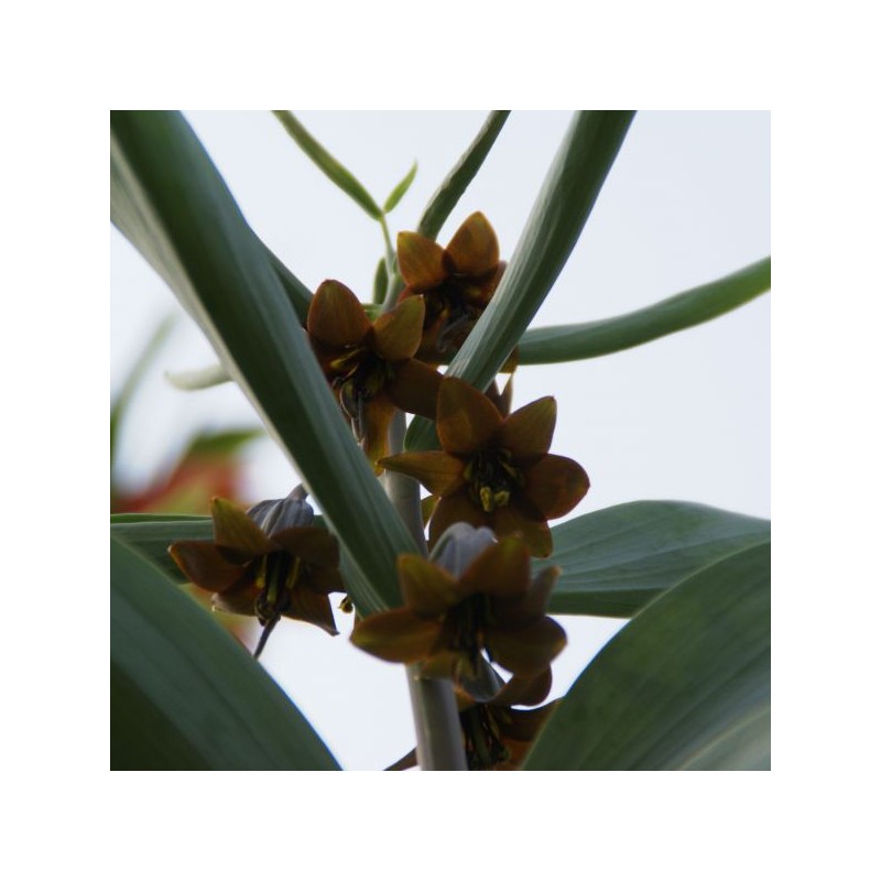 Fritillaria sewerzowii 