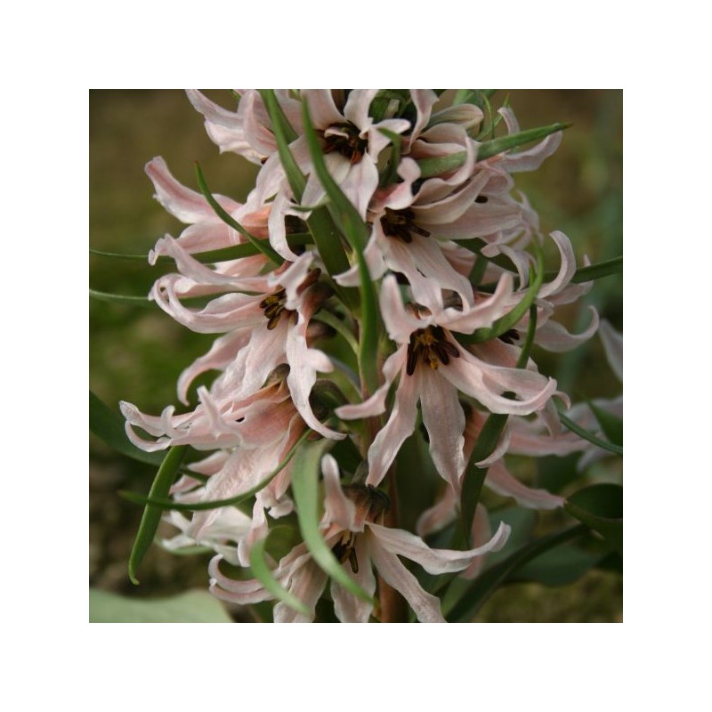 Fritillaria stenanthera