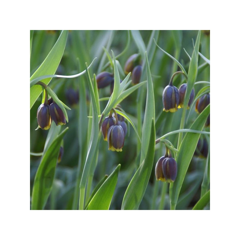 Fritillaria uva-vulpis
