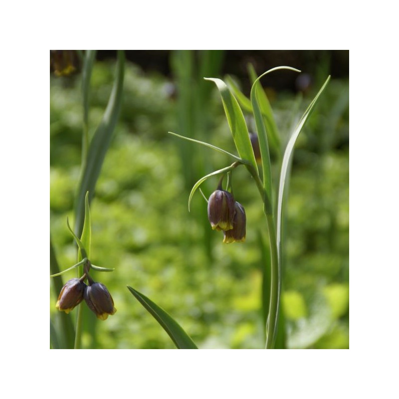 Fritillaria uva-vulpis