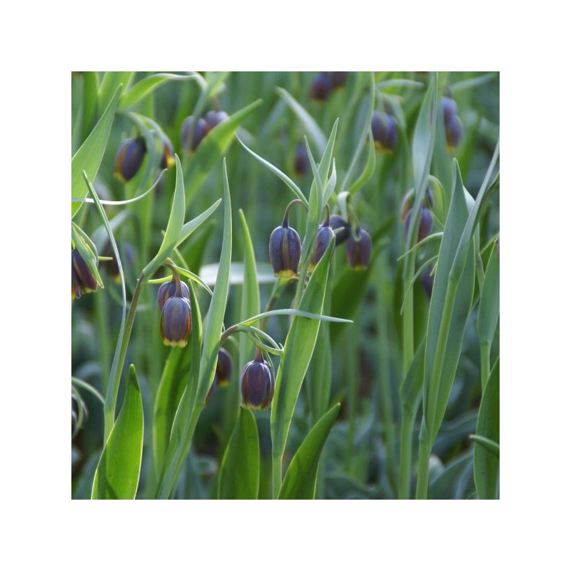Fritillaria uva-vulpis