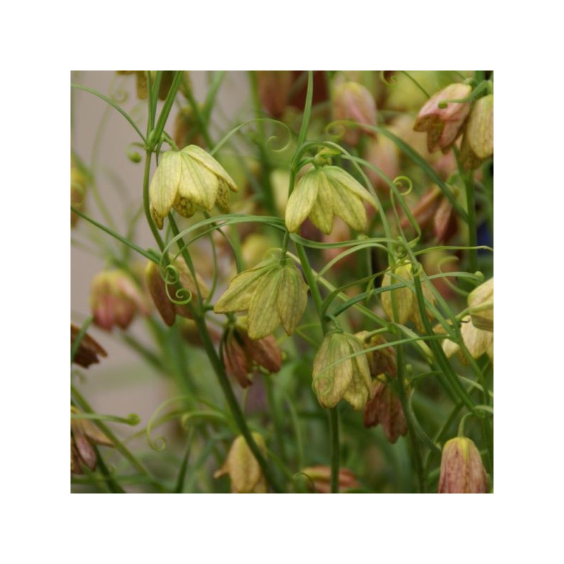 Fritillaria thunbergii