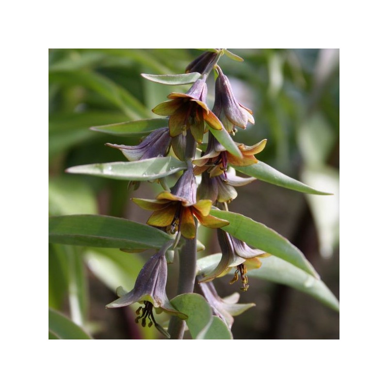 Fritillaria sewerzowii 