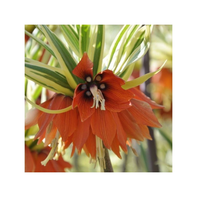 Fritillaria imperialis 'Argenteovariegata'