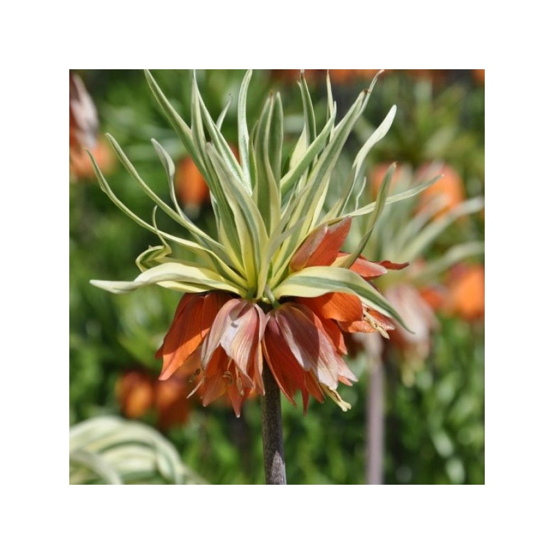 Fritillaria imperialis 'Argenteovariegata'