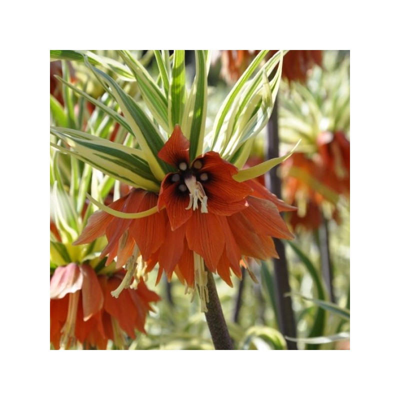Fritillaria imperialis 'Argenteovariegata'