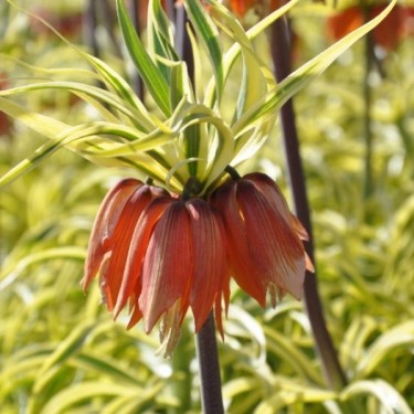Fritillaria imperialis 'Aureomarginata'