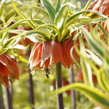 Fritillaria imperialis 'Aureomarginata'