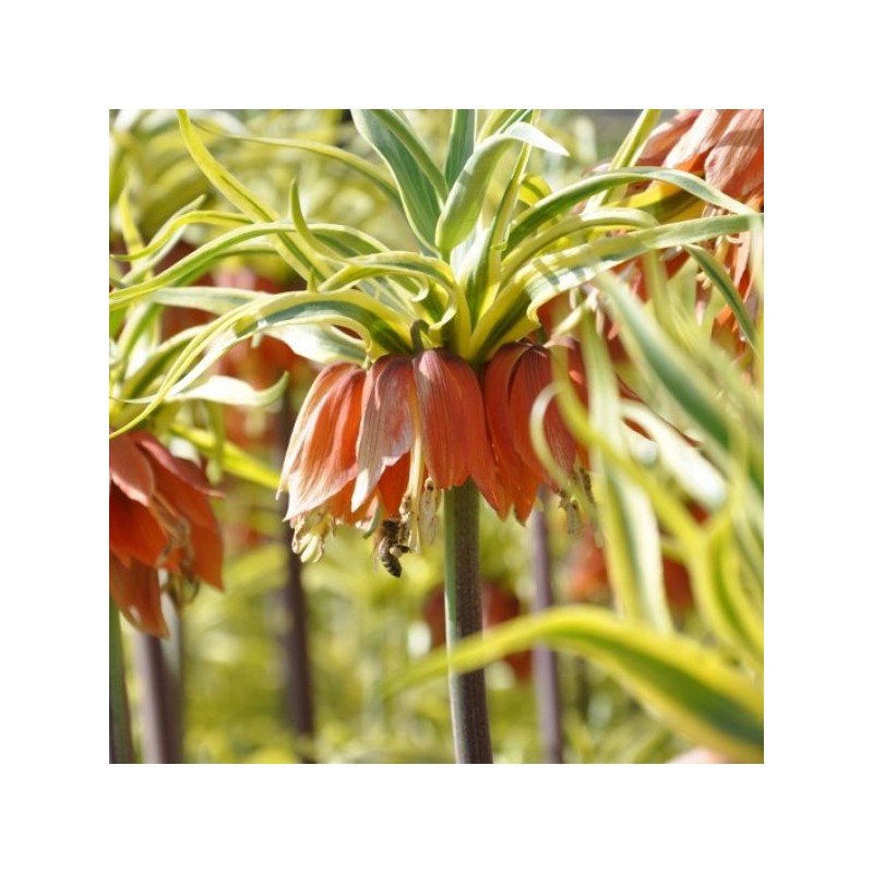 Fritillaria imperialis 'Aureomarginata'