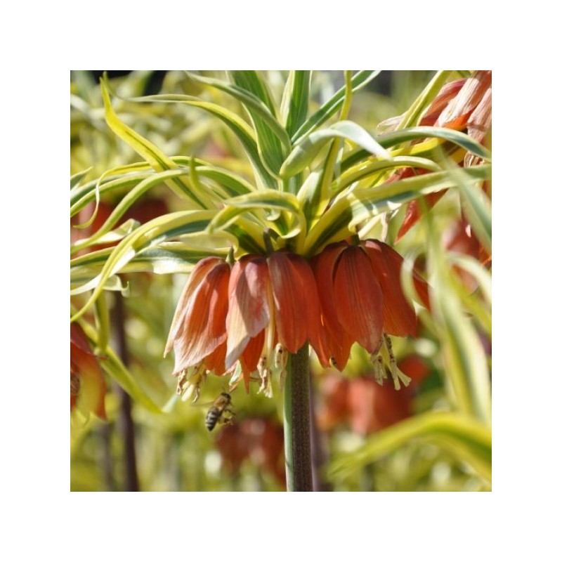 Fritillaria imperialis 'Aureomarginata'