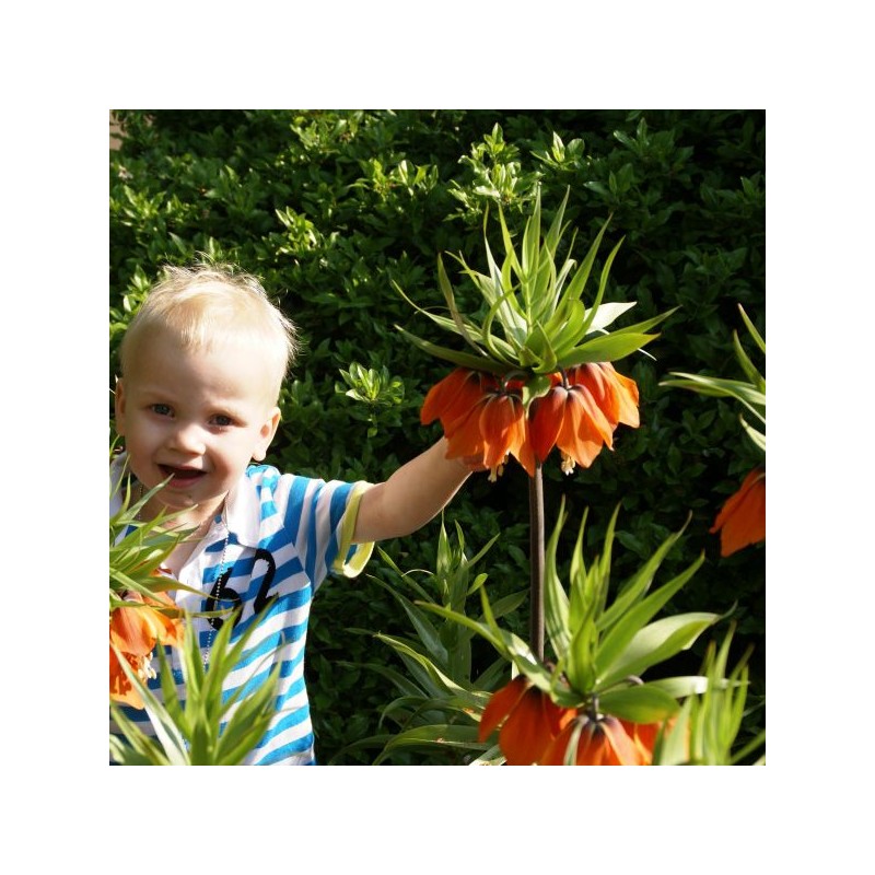 Fritillaria imperialis 'Garland Star'