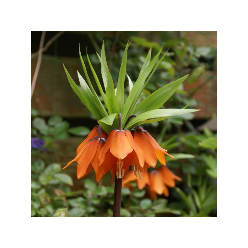 Fritillaria imperialis 'Garland Star'