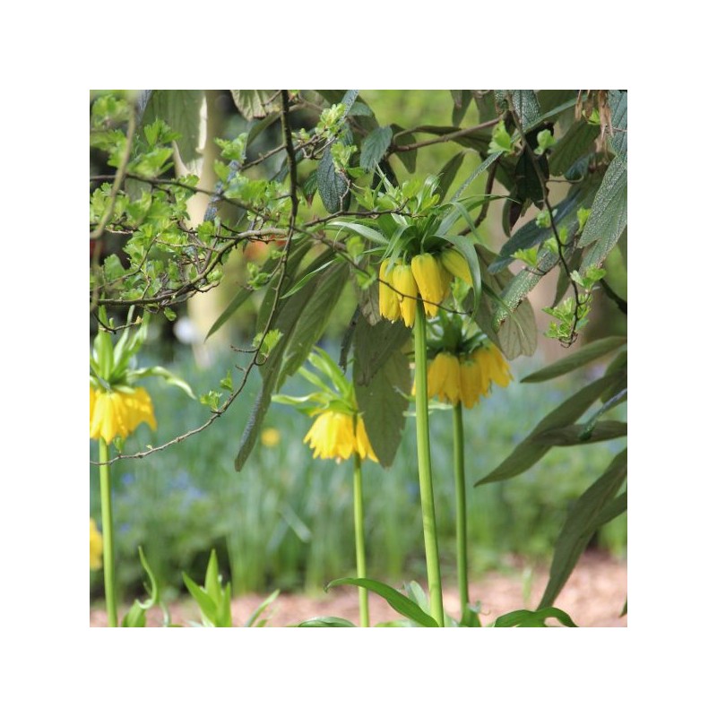 Fritillaria imperialis 'Lutea'