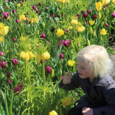 Fritillaria imperialis 'Lutea'