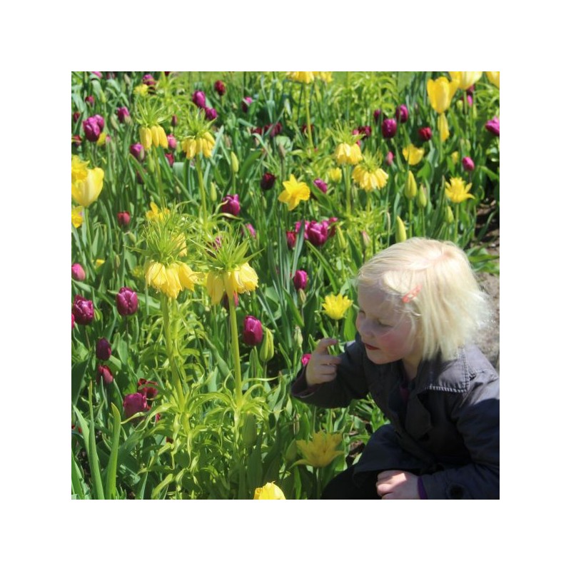Fritillaria imperialis 'Lutea'