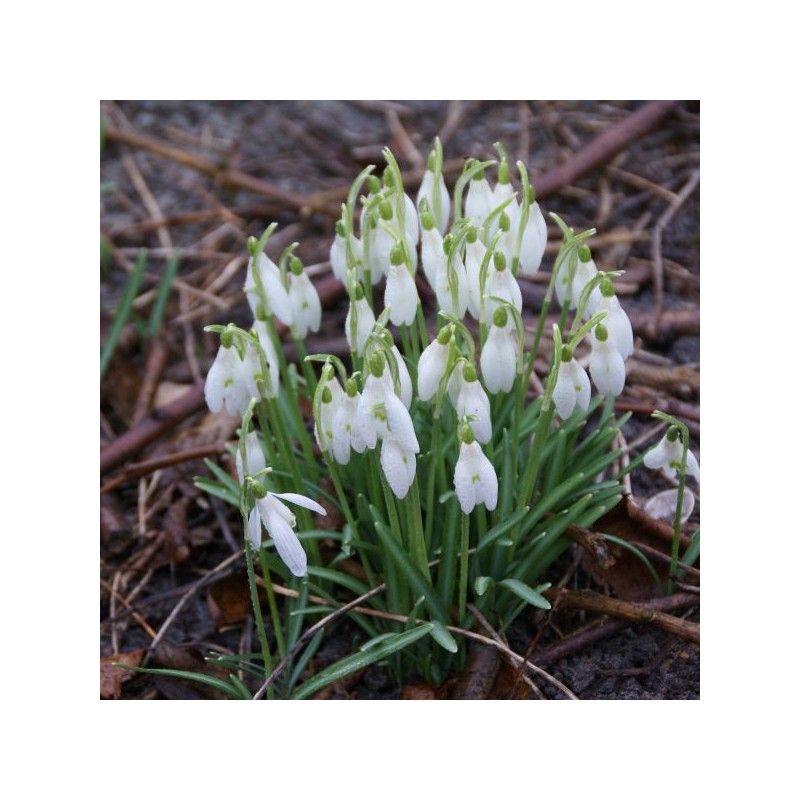 Galanthus 'Charlotte' (Imperial Group)