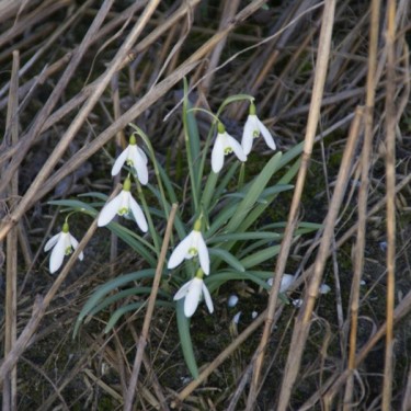 Galanthus 'Charlotte' (Imperial Group)
