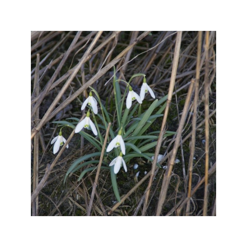 Galanthus 'Charlotte' (Imperial Group)