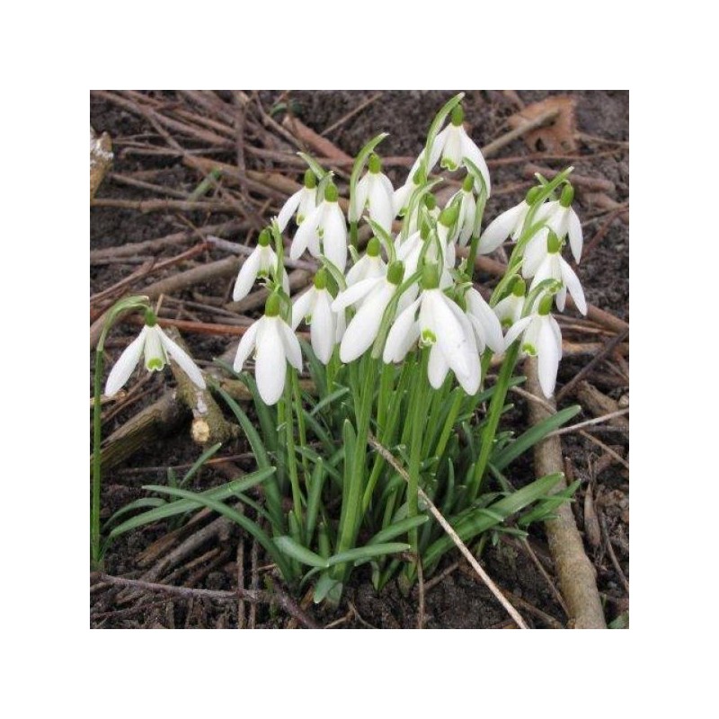 Galanthus 'Charlotte' (Imperial Group)