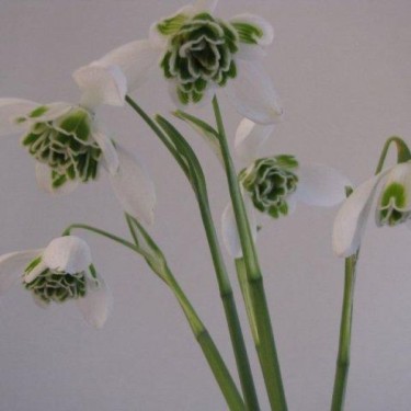 Galanthus 'Dionysus' (Double Group)