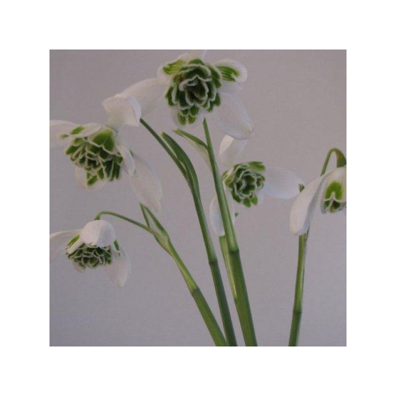 Galanthus 'Dionysus' (Double Group)
