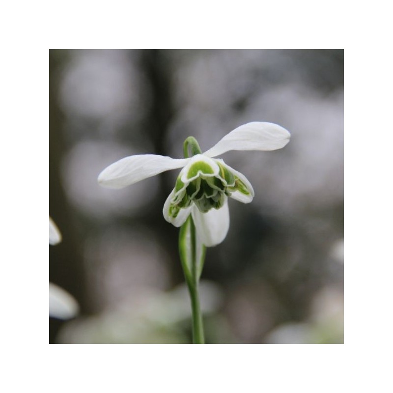 Galanthus 'Dionysus' (Double Group)