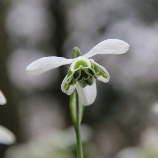 Galanthus 'Dionysus' (Double Group)