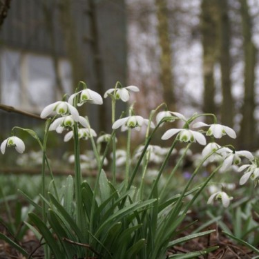 Galanthus 'Dionysus' (Double Group)