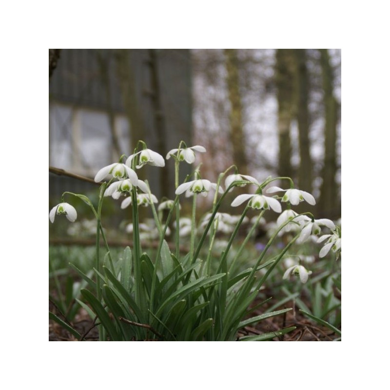 Galanthus 'Dionysus' (Double Group)