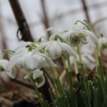 Galanthus 'Flore Pleno' (Double Group)