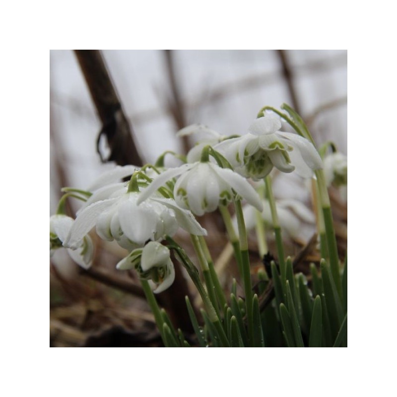 Galanthus 'Flore Pleno' (Double Group)