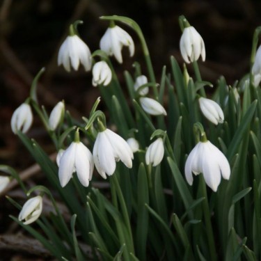 Galanthus 'Flore Pleno' (Double Group)