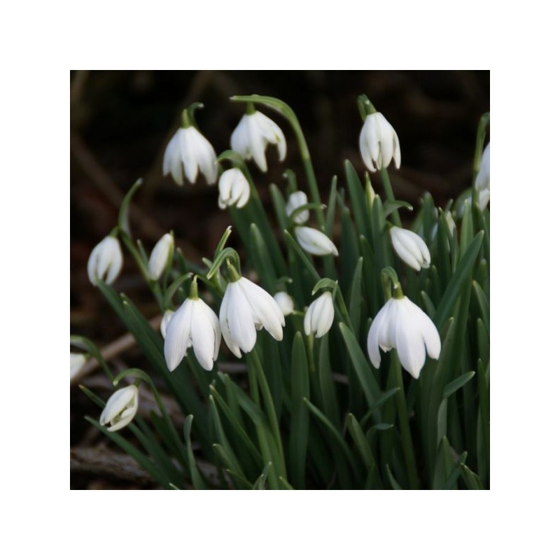 Galanthus 'Flore Pleno' (Double Group)