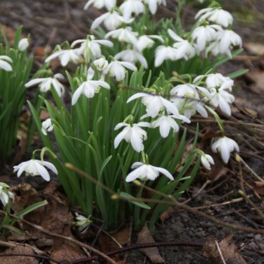 Galanthus 'Flore Pleno' (Double Group)