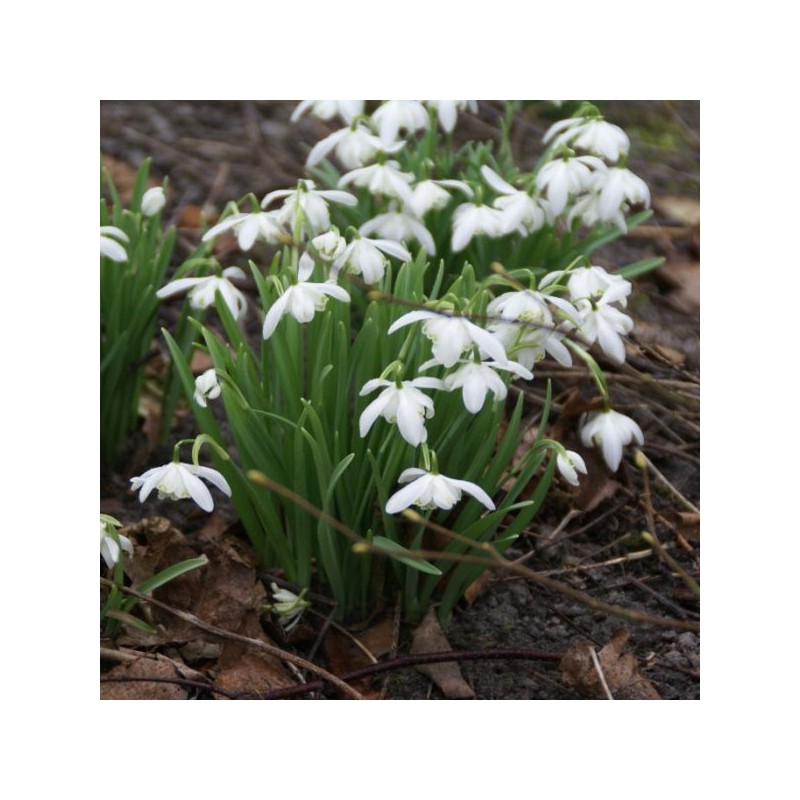 Galanthus 'Flore Pleno' (Double Group)