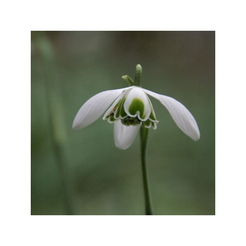 Galanthus 'Hippolyta' (Double Group)