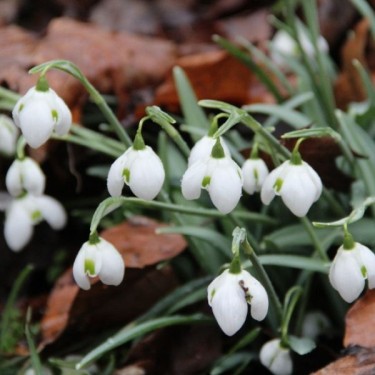 Galanthus 'Hippolyta' (Double Group)
