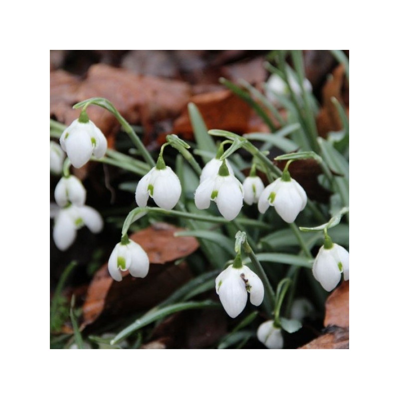 Galanthus 'Hippolyta' (Double Group)