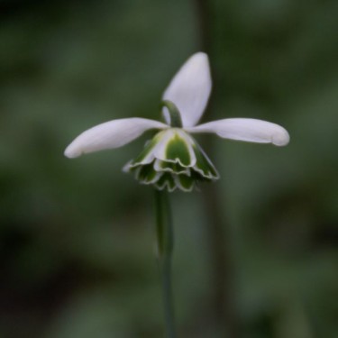 Galanthus 'Hippolyta' (Double Group)