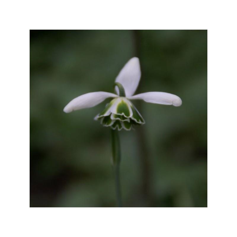Galanthus 'Hippolyta' (Double Group)