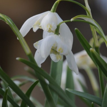 Galanthus 'Lady Elphinstone' (Gold Group)